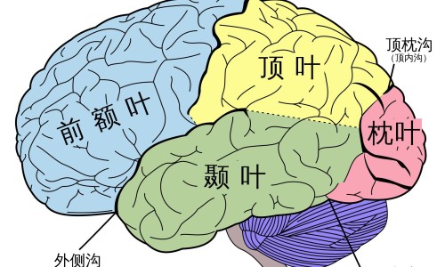 肌炎病人哪些食物能吃呢-肌炎病人哪些食物能吃网肌炎不能吃的食物知识网站,分享肌炎病人不能吃的东西大全